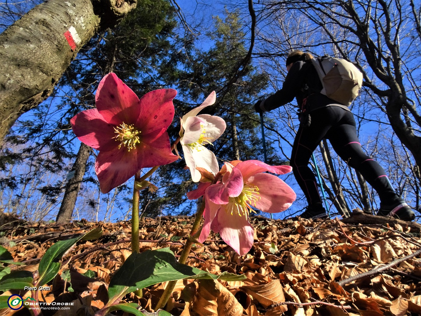 31 Helleborus niger (Ellebori) sui sentieri per il Monte Ocone .JPG